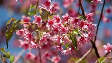 粉色的樱花花，樱花，喜马拉雅樱花在风中摇曳特写..